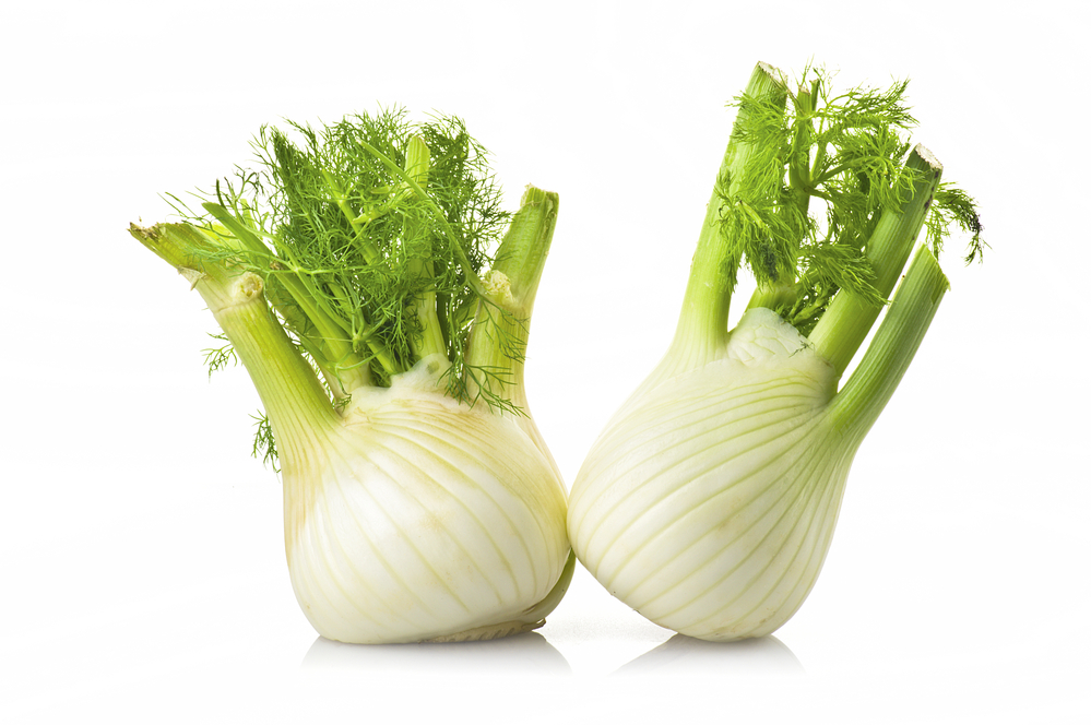 Two fennel on the white