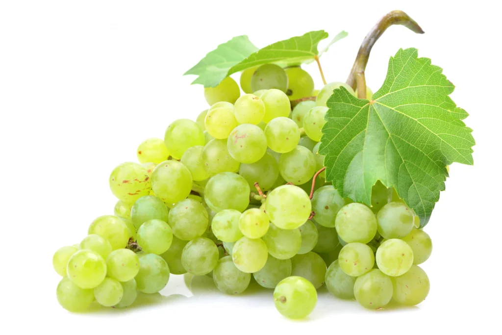 grapes-white_181303-513